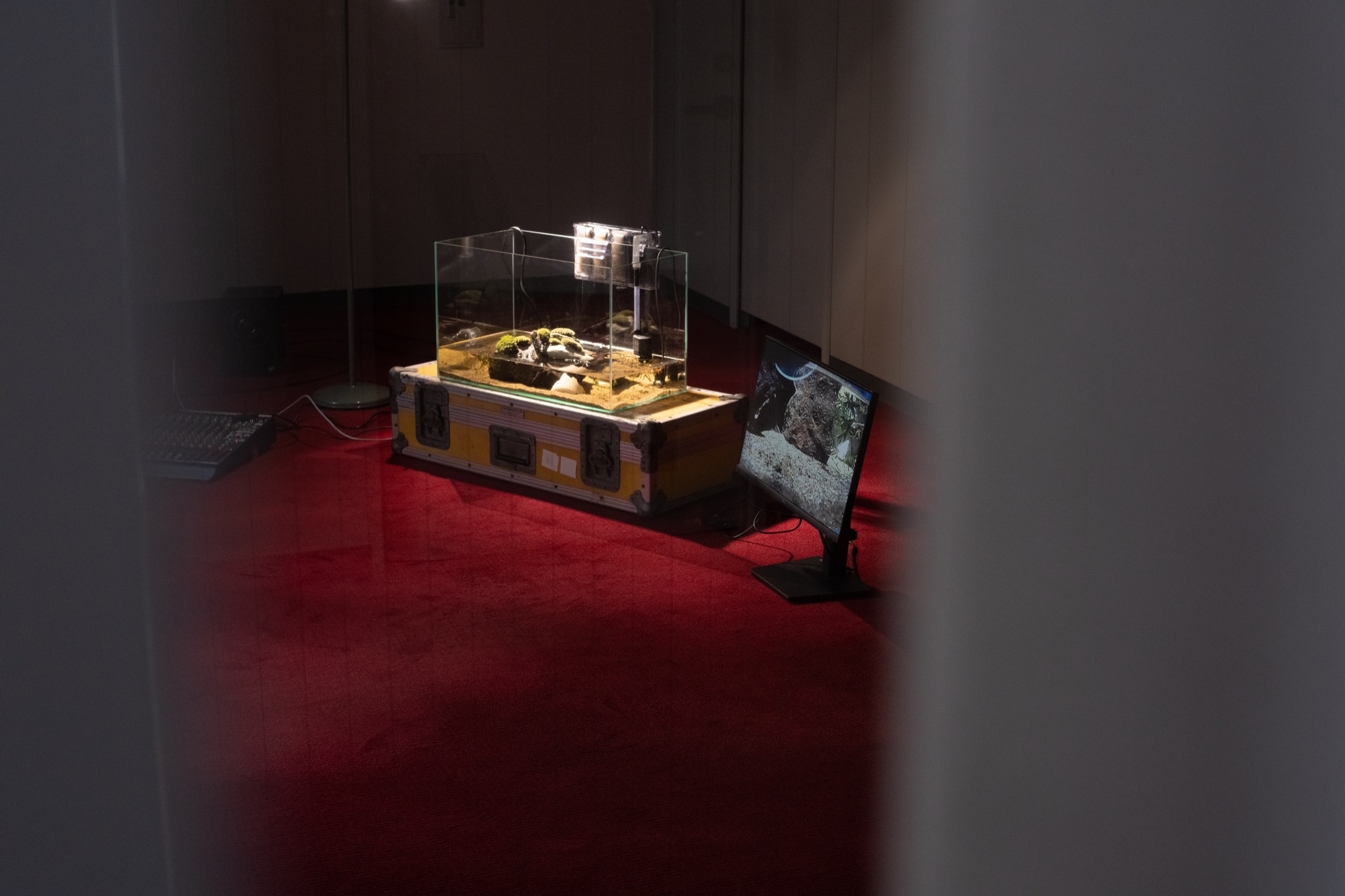 かつて水のなかにいたものたちへ 展示風景